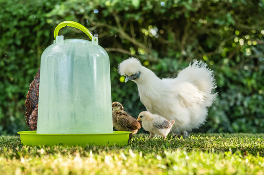 Cute young, recently hatched free-range chicks seen with one of the adult Silkie mothers by a water drinker, shown on a hot summers day in a private lawn area.