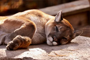  De cougar (Puma concolor) gevangen dier in dierentuin, is een amerikaans inheems dier, bekend als puma, catamount, bergleeuw, rode tijger of panter. © Jitka