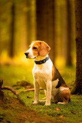 The beagle dog sitting in autumn forest. Portrait with shallow background