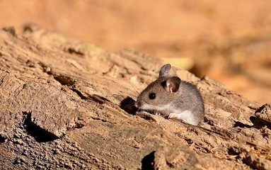 The deer mouse(Peromyscus maniculatus) is rodent, common  most species  often called the North American deermouse.