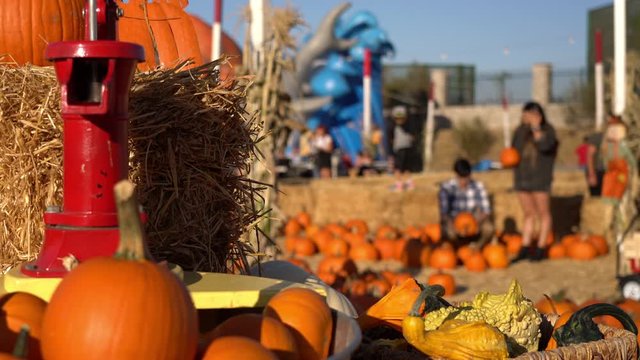 Halloween Pumpkin Patch Decorations And People Selecting Pumpkins
