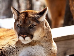 The cougar (Puma concolor)captive animal  in Zoo, is american native animal,known as...