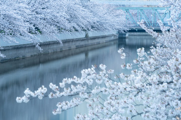 東京門前仲町　大横川沿いの桜並木の景色