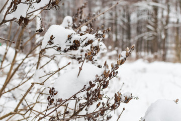 dry plant covered with snow