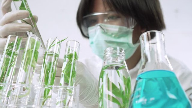 Sientist work with plant in test tubes in laboratory. Dolly shot