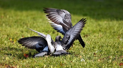 A young pigeons who has left a nest.   The young they want food from an adult pigeons