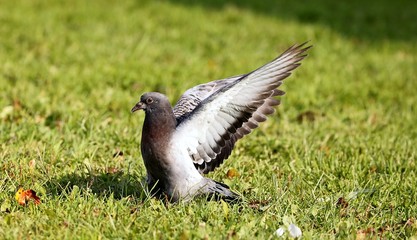 A young pigeons who has left a nest.   The young they want food from an adult pigeons