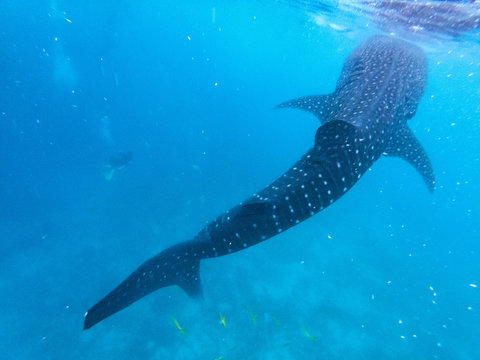  Whale sharks swimming in Oslob - Cebu, Philippines