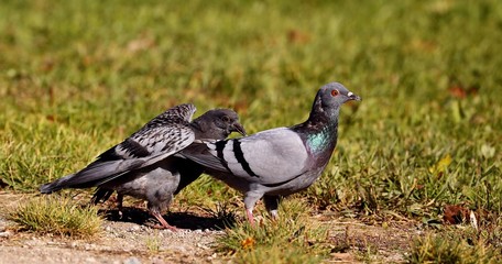 A young pigeons who has left a nest.   The young they want food from an adult pigeons