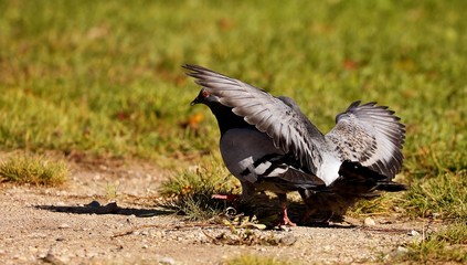 A young pigeons who has left a nest.   The young they want food from an adult pigeons