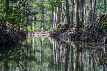 Fototapeta premium Mangrove forrest on Palawan island - Philippines