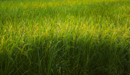 The rice paddy of organic farm
