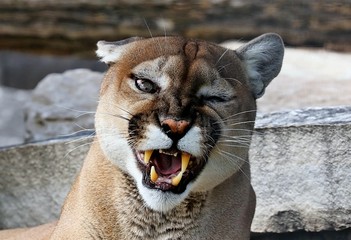 The cougar (Puma concolor)captive animal  in Zoo, is american native animal,known as puma,catamount,mountain lion,red tiger or panther. © Jitka