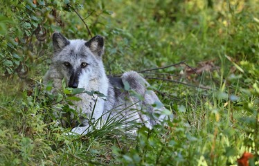 The timber folf  - gray/grey wolf (Canis lupus).Beutiful north american predator native to the north  wilderness
