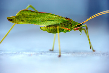 macro, closeup at insect Parga, Greece