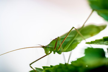 Fototapeta premium macro, closeup at insect Parga, Greece