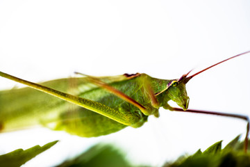 macro, closeup at insect Parga, Greece