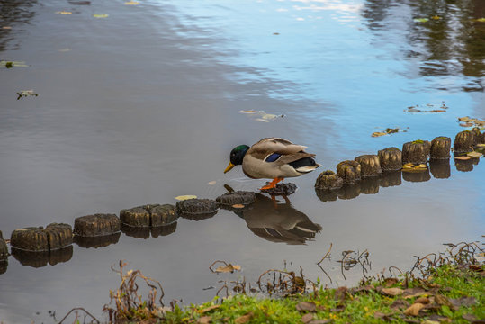 Mallard at a pond on the Drottiningholm island in Stockholm a autumn day © Hans Baath