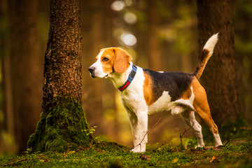 The beagle dog standing in autumn forest. Portrait with shallow background