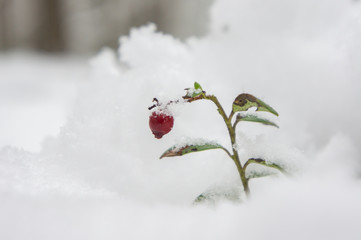 Lingonberry (cowberry, red whortleberry) berries under a snowdrift of snow.