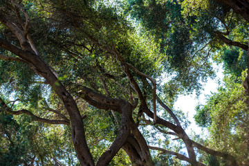 forest, trees, parga, Greece