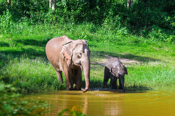  wild elephant play water