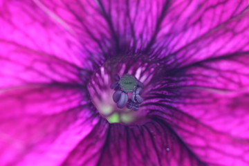 closeup of purple flower