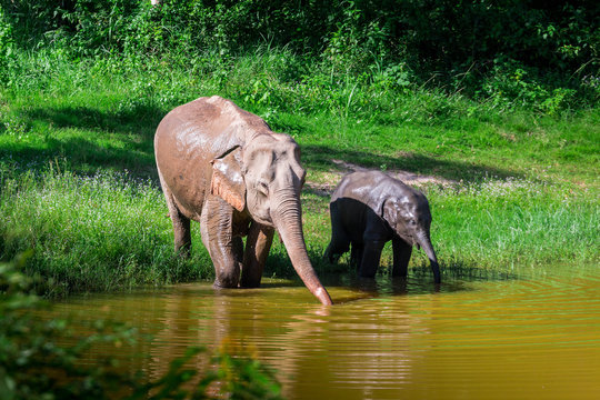  wild elephant play water