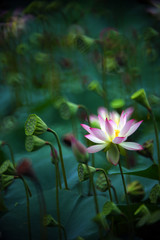 a blooming pink white lotus flower before a green lotus leaf and seedpod of lotus 