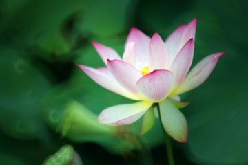 a pink and white lotus flower that blooms and stands upright