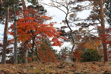 紅葉の風景
