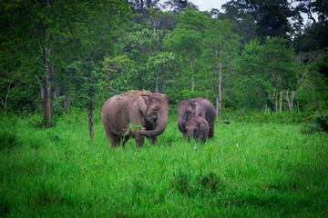 wild elephants in grass field