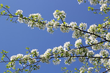 white flowers of cherry tree in spring