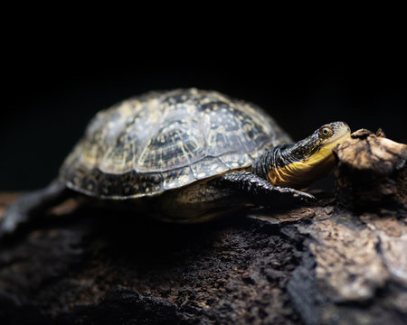 Close Up Of A Tiny Turtle.