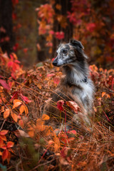 Windsprite im Herbst