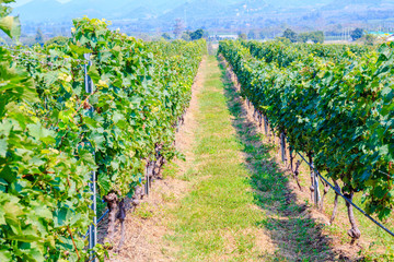 Fototapeta na wymiar scenery of vineyard