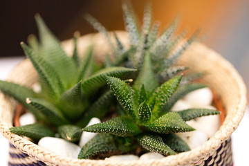 A pot of succulent plants