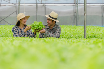 young asian couple farmer harvesting fresh green oak lettuce salad, organic hydroponic vegetable in greenhouse garden nursery farm, agriculture business, organic vegetable farm, healthy food concept