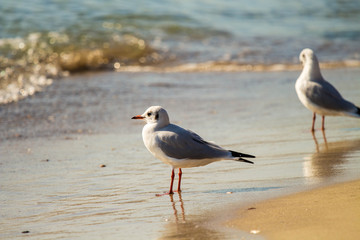  seagull on a sunny beach