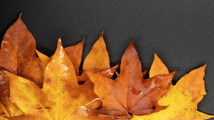 autumn maple leaves / background photos