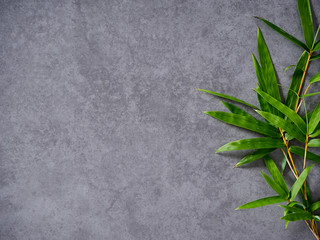 Bamboo leaves on gray background.