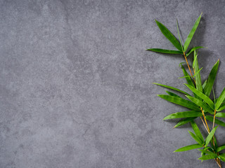 Bamboo leaves on gray background.