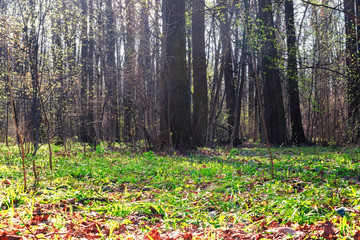 Early spring forest