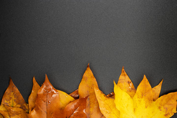 autumn maple leaves / background photos