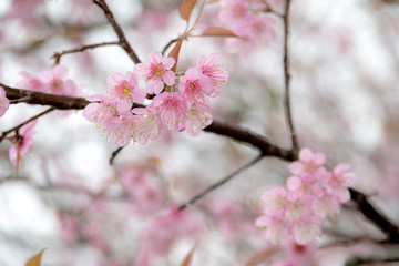 A beautiful Himalayan cherry forest (Prunus cerasoides) on a branch on a rainy day.