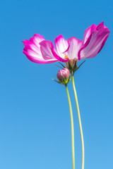 Fototapeta premium low angle view of pink cosmos flowers with the sky