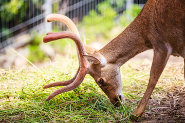 Rucervus eldii eldii