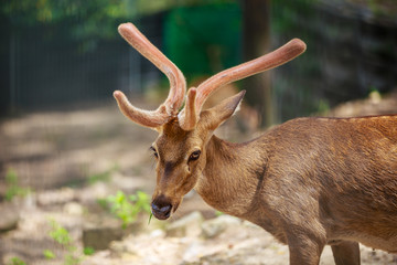 Rucervus eldii eldii