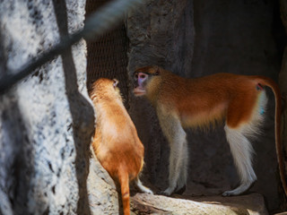 Patas monkeys warming up in the sun.