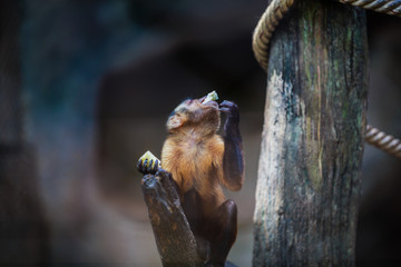 White-headed capuchin (Sepus capuchin nude) in the zoo has a rocky background